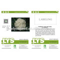 NCF11 Hybrid vegetable seed companies semillas de coliflor para la venta